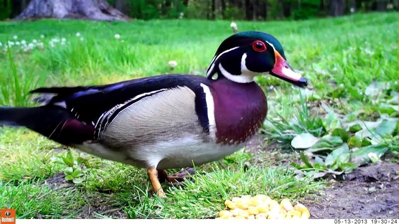 Wood Duck Vocalizations And What They Mean