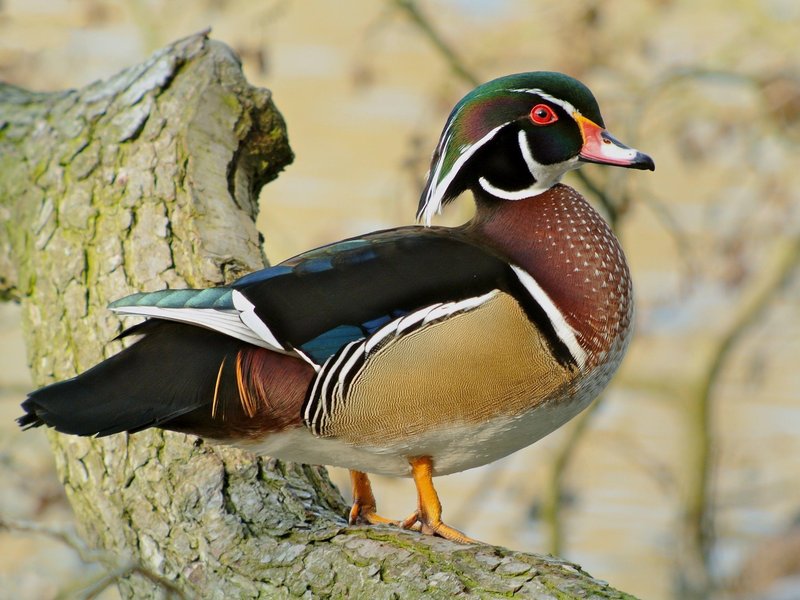 Wood Duck