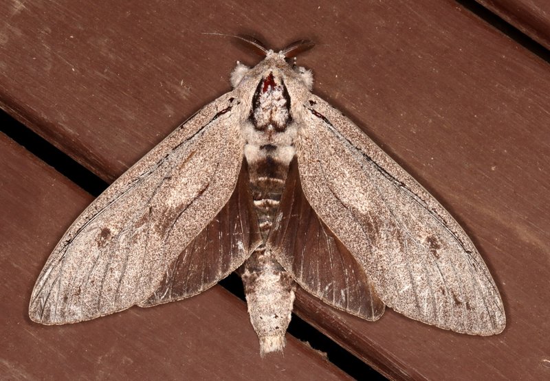 Wood Moth