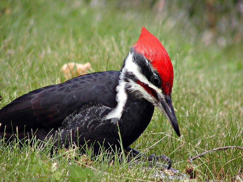 Woodpecker