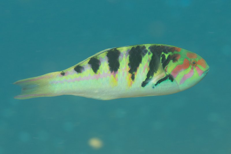 Wrasse