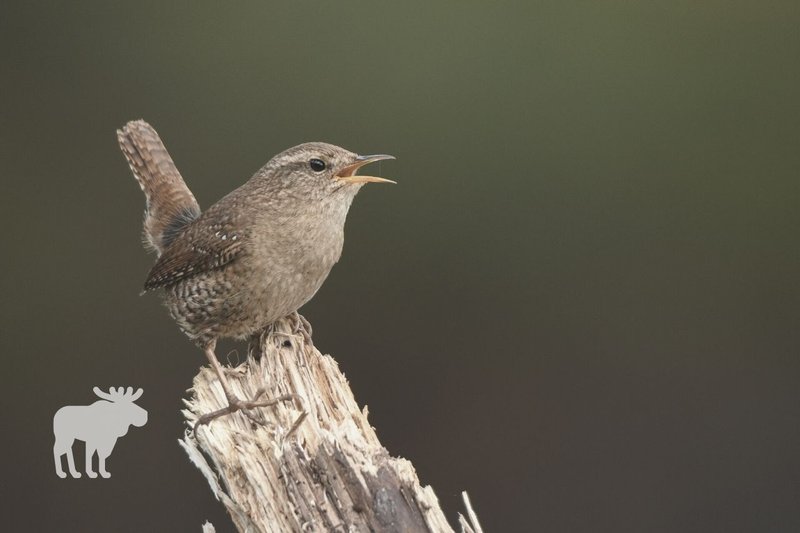 Wren