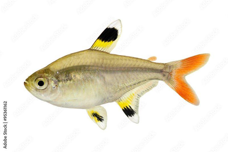 X-Ray Tetra