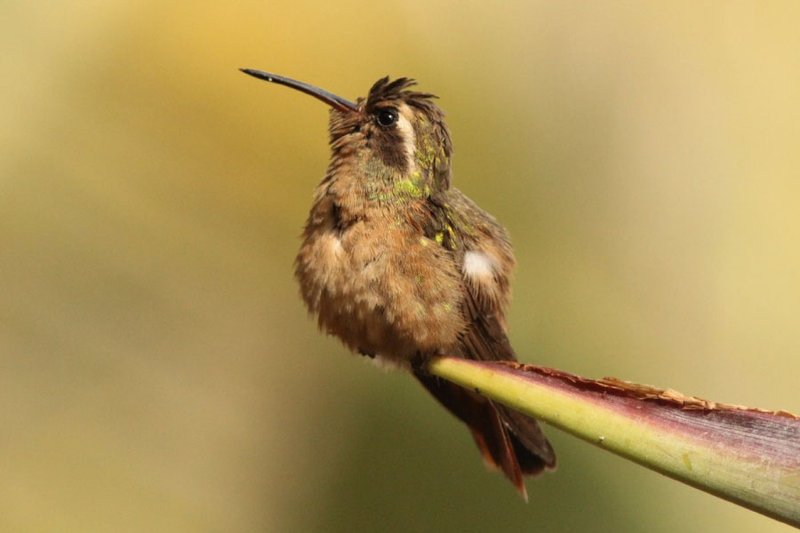 Xantus'S Hummingbird