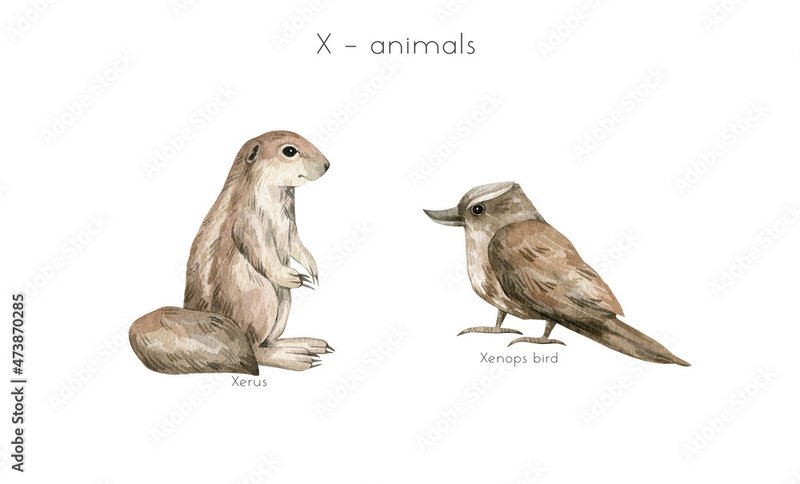 Xerus