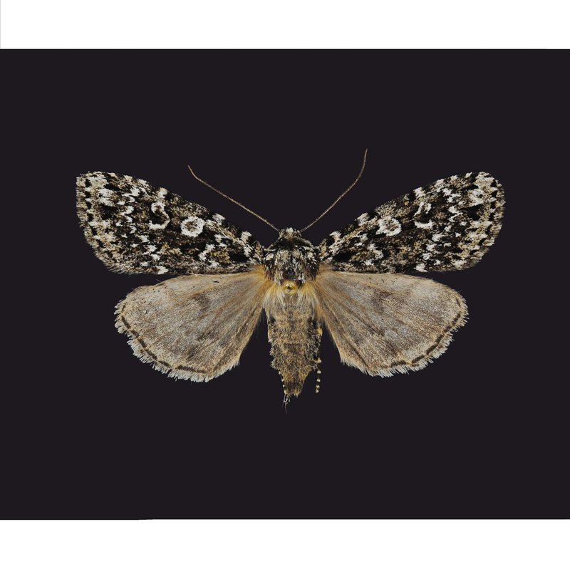 Xestia (Moth Genus)