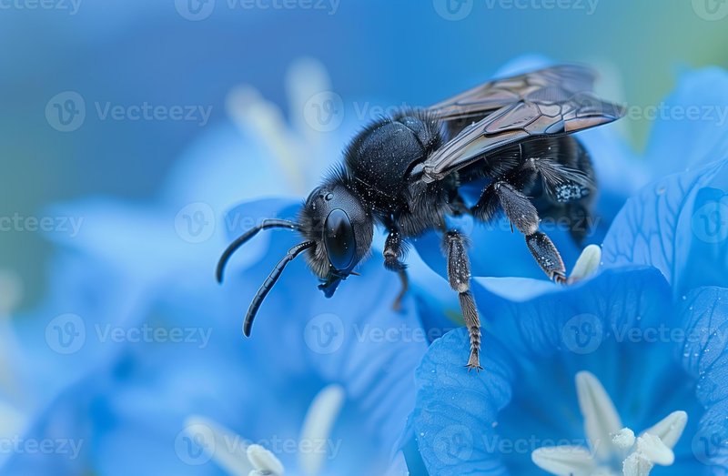 Xylocopa (Carpenter Bee)