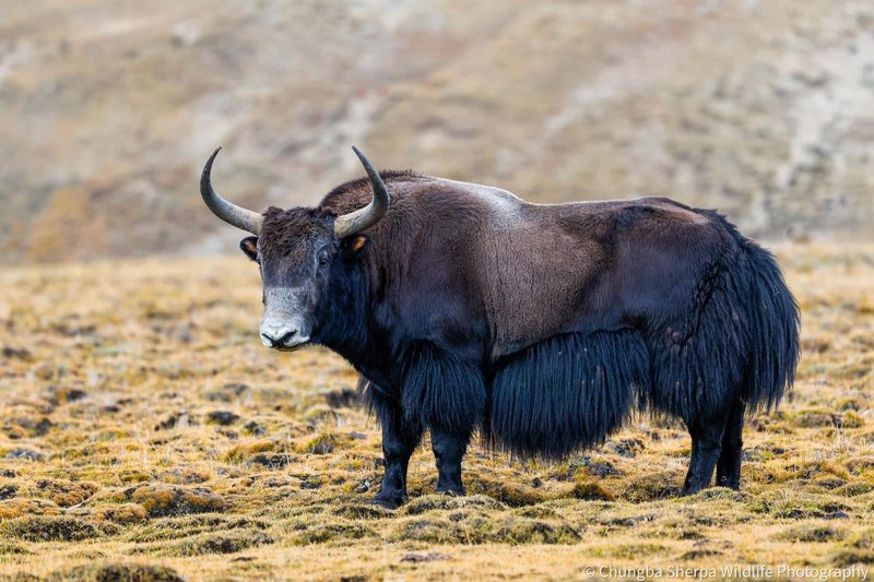 Yak