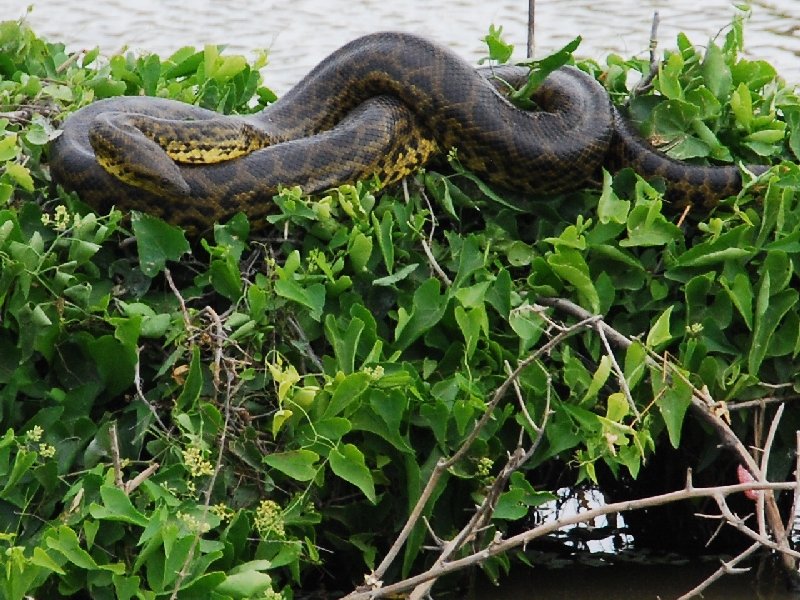 Yellow Anaconda