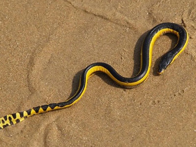 Yellow-Bellied Sea Snake
