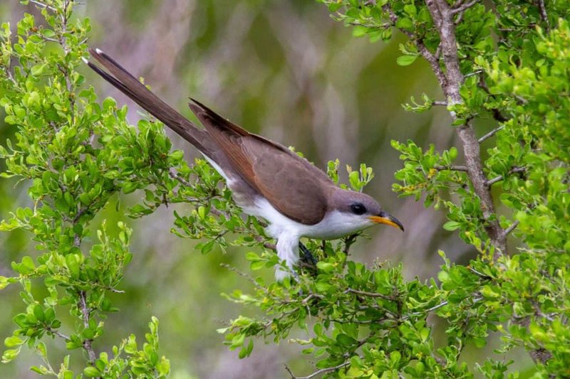 Yellow-Billed Cuckoo