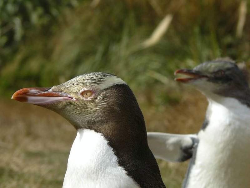 Yellow-Eyed Penguin