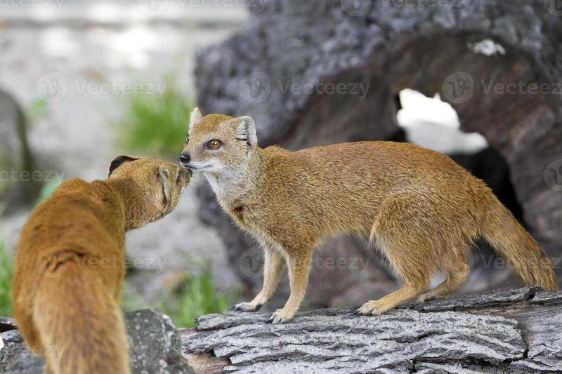 Yellow Mongoose