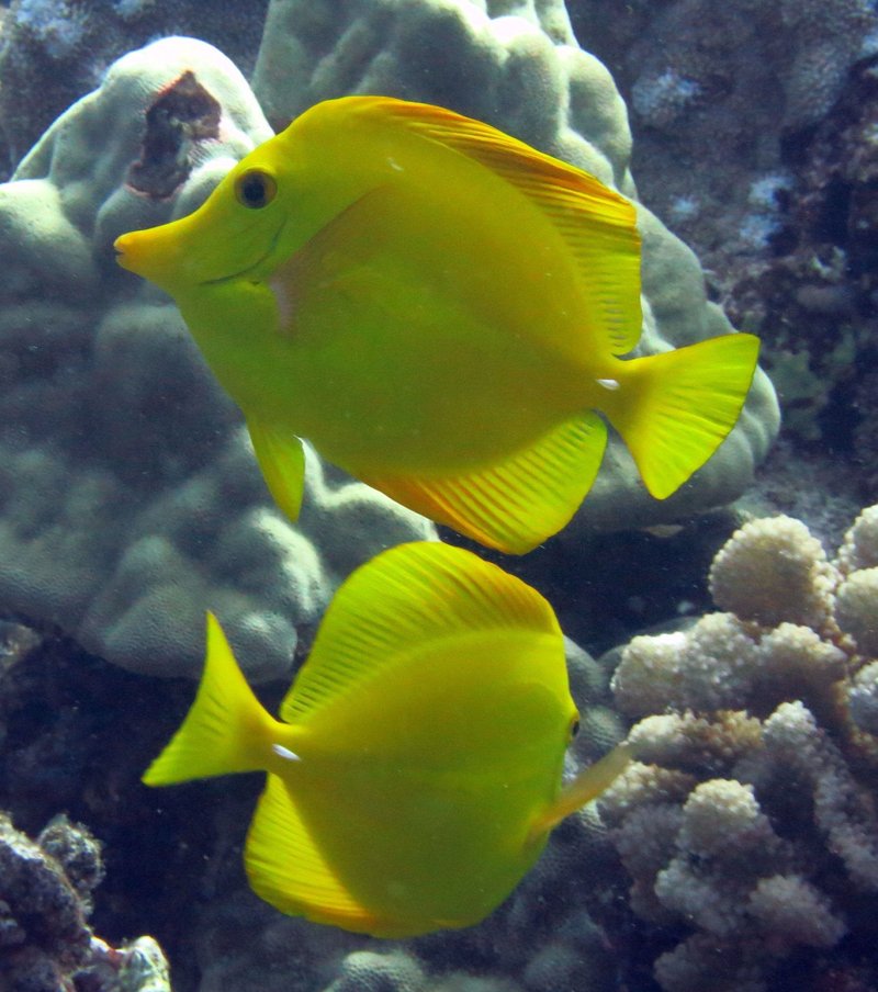 Yellow Tang Vs. [Similar Species] - Key Differences