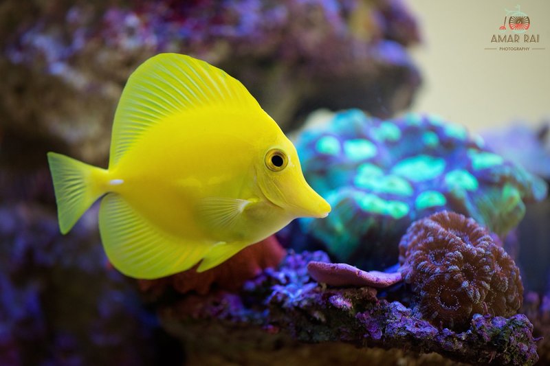 Yellow Tang
