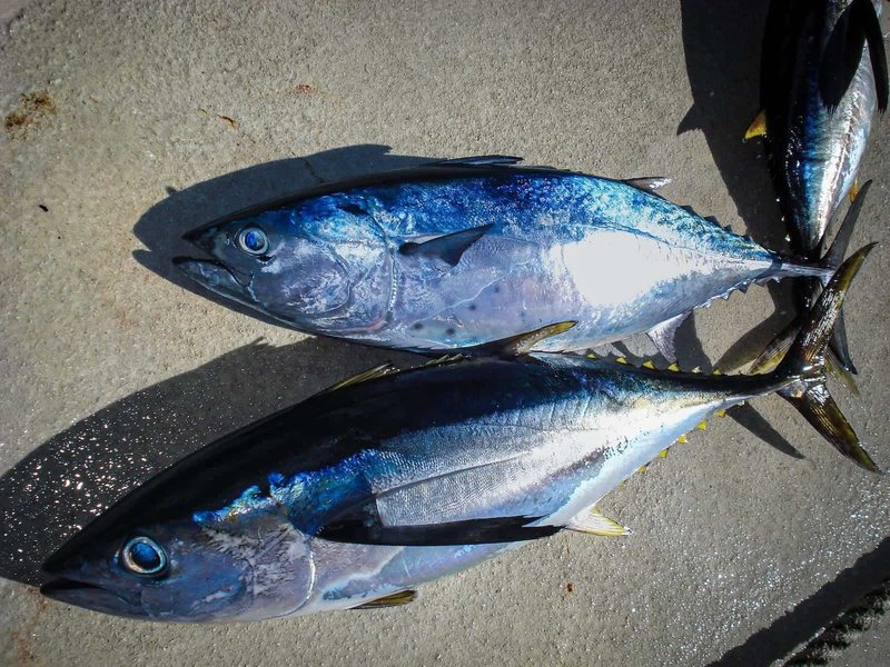 Yellowfin Tuna Vs. [Similar Species] - Key Differences