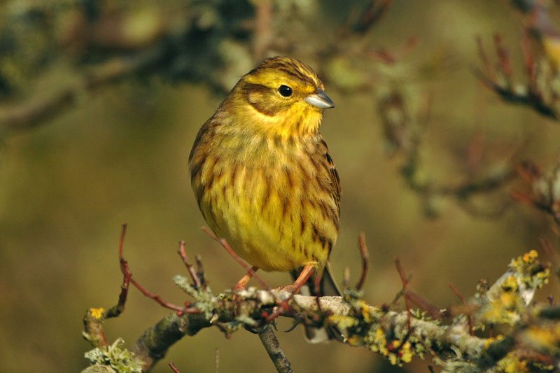Yellowhammer