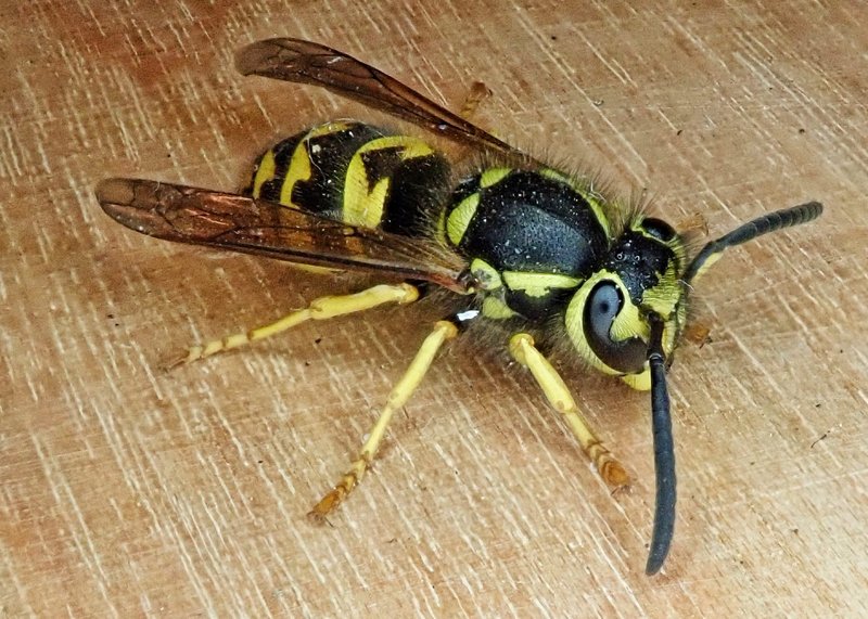 Yellowjacket