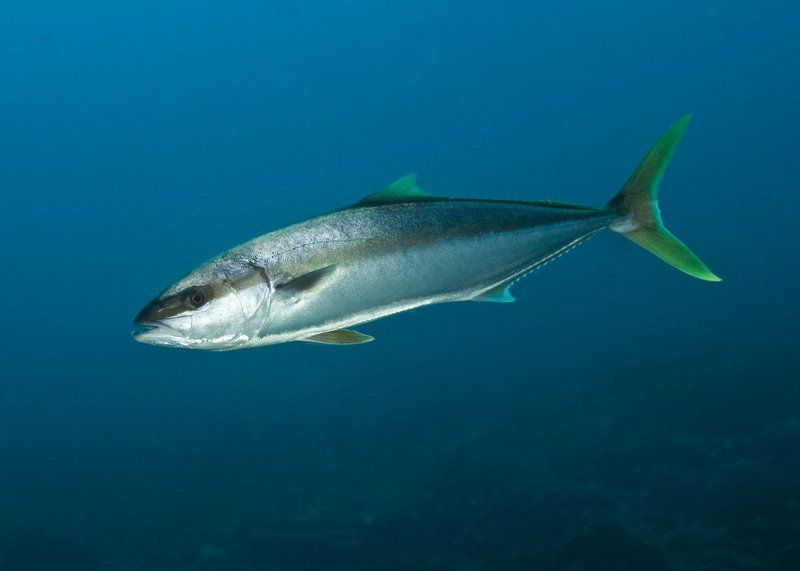 Yellowtail Snapper