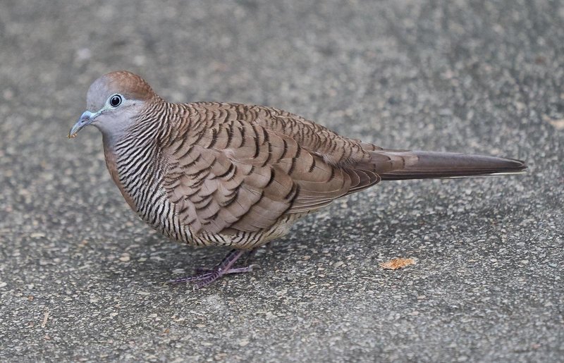 Zebra Dove