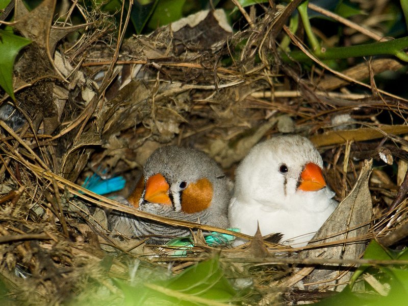 Zebra Finch Nesting Habits And Lifecycle