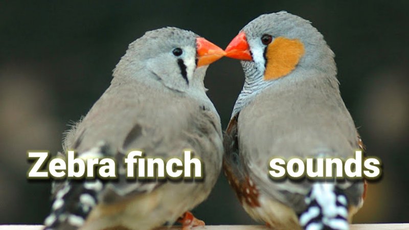 Zebra Finch Vocalizations And What They Mean
