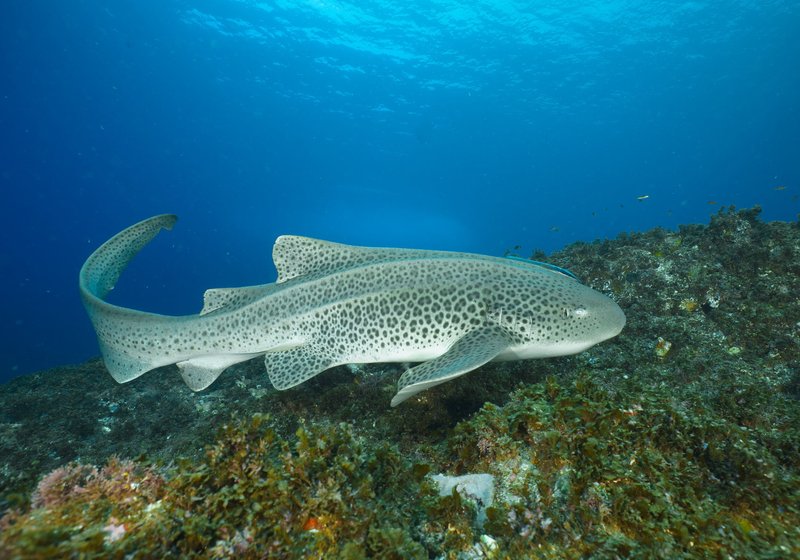 Zebra Shark