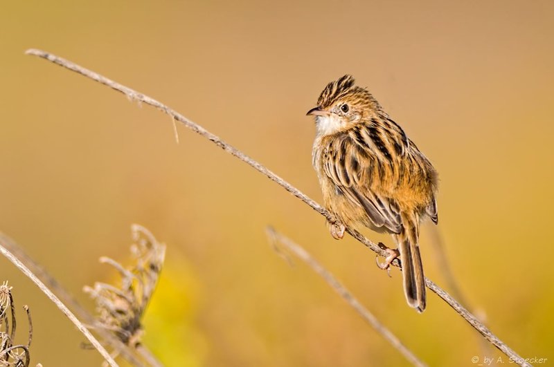 Zitting Cisticola