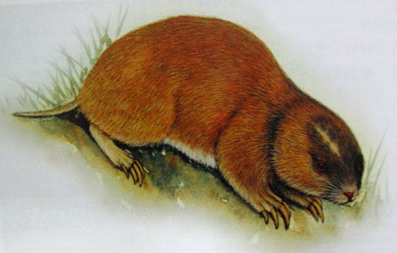 Zokor