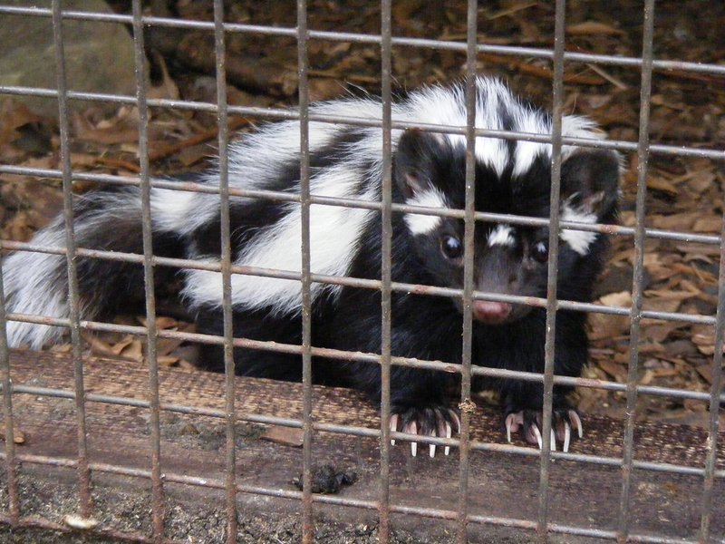 Zorilla