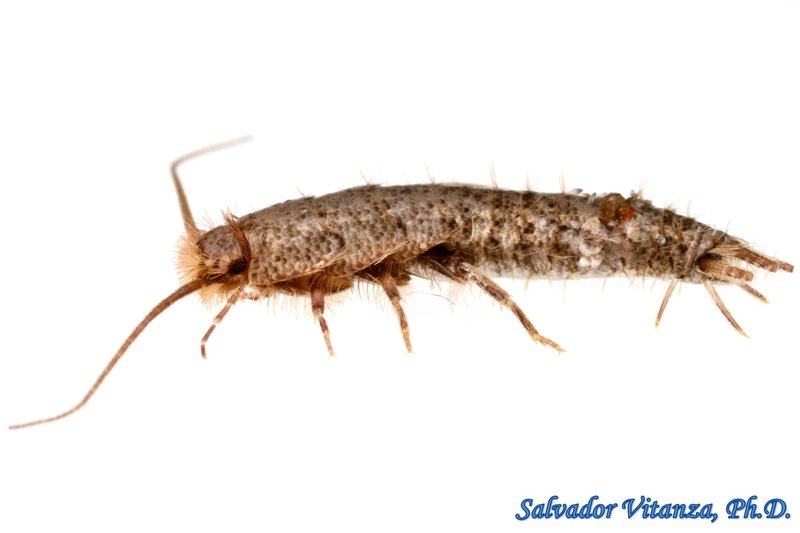 Zygentoma (Silverfish Order)