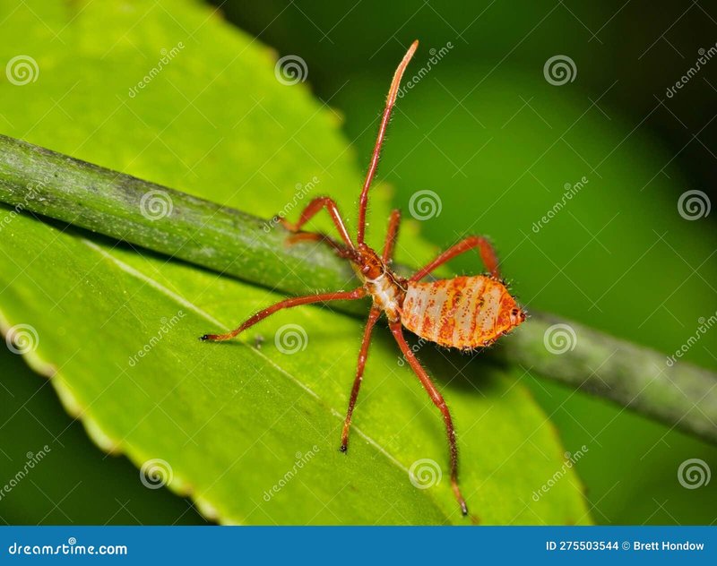 Acanthocephala In Captivity: Can They Be Studied Or Farmed?