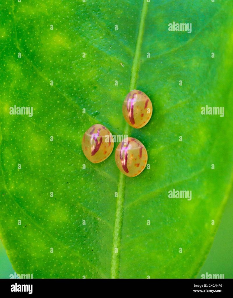 Acanthocephala Reproduction: Mating, Eggs, And Larvae Facts