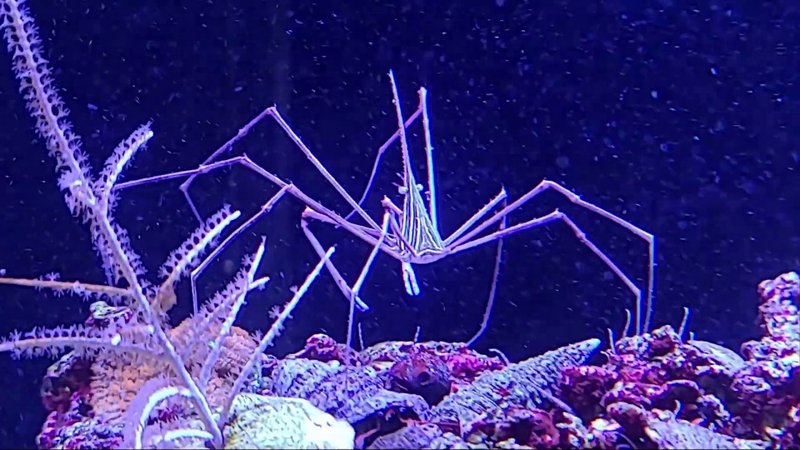 Adding Arrow Crabs For Bristle Worm Control: Yay Or Nay?