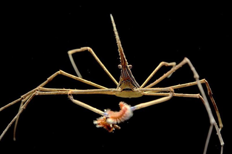 Adding Arrow Crabs For Bristle Worm Control: Yay Or Nay?