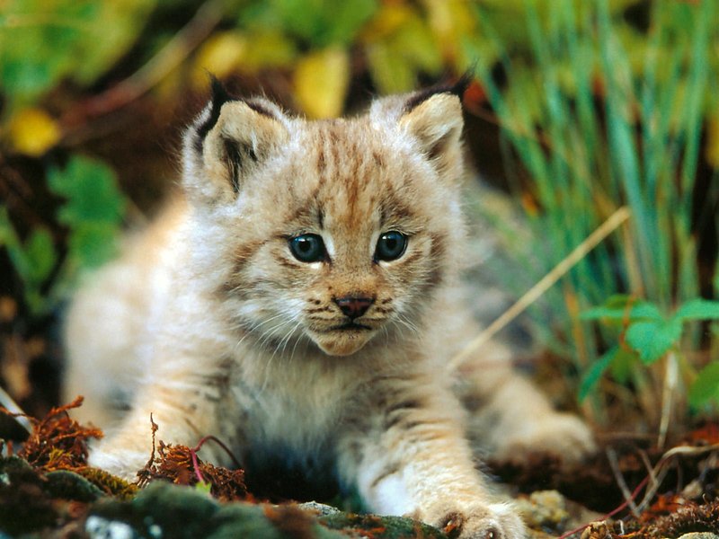 Animal Behavior Changes During Wolf Worm Infestation
