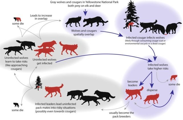 Animal Behavior Changes During Wolf Worm Infestation