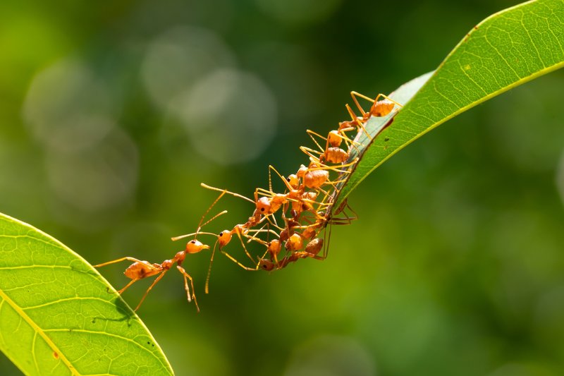 Ant Lion Larvae And Its Role In Soil Or Aquatic Ecosystems