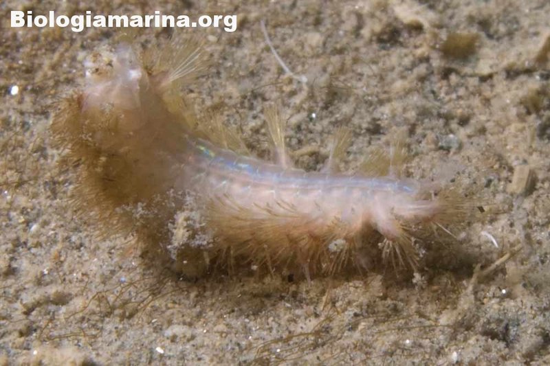 Aphrodite Aculeata And Its Role In Soil Or Aquatic Ecosystems