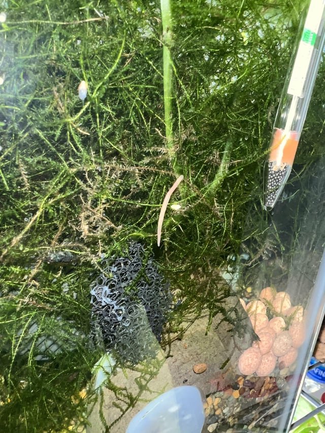 Aquarium Gear That Detects Hidden Worm Activity