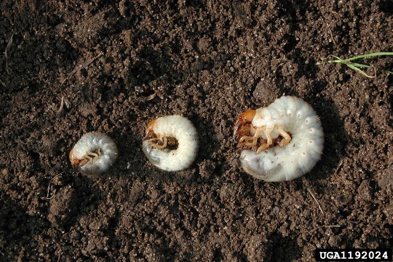 Are All White Grubs The Same Species?