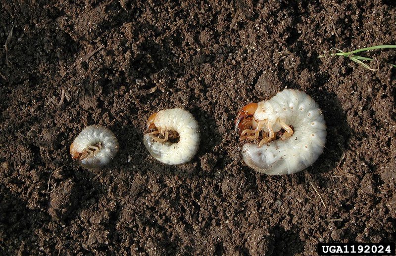 Are All White Grubs The Same Species?