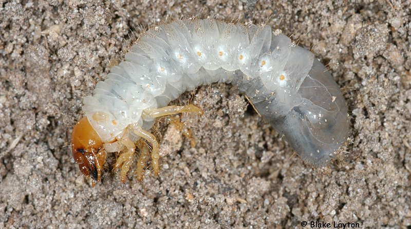Are All White Grubs The Same Species?