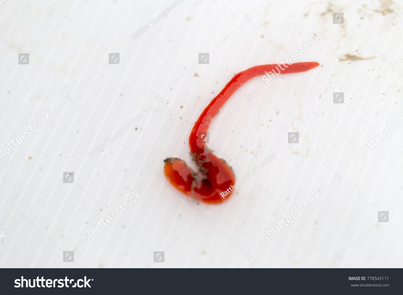 Are Bootlace Worms Affected By Pollution?