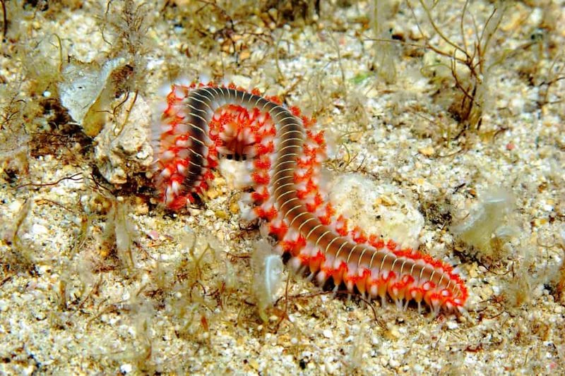 Are Bristle Worms Harmful To Humans?