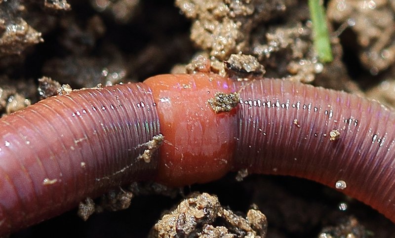 Are Earthworms Invasive In Some Ecosystems?