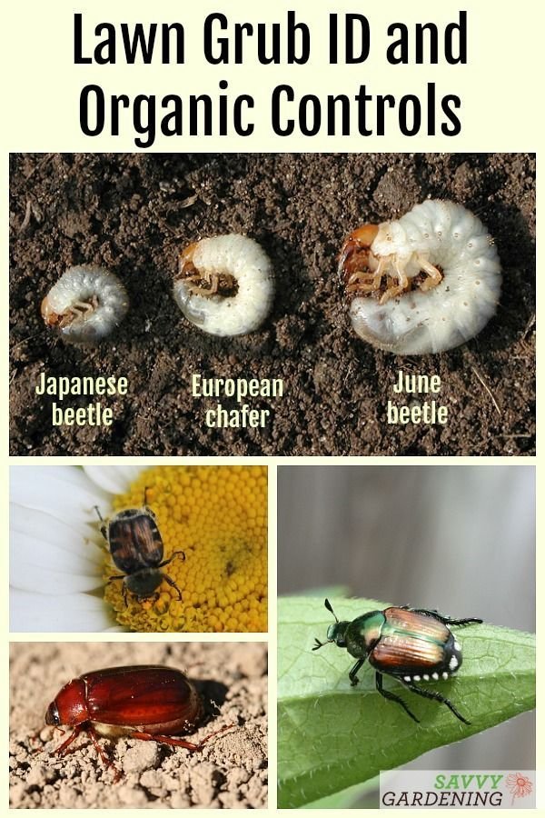Are Grub Worms Harmful To Flower Beds?