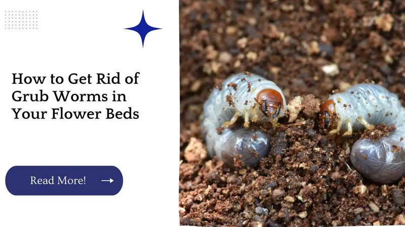Are Grub Worms Harmful To Flower Beds?
