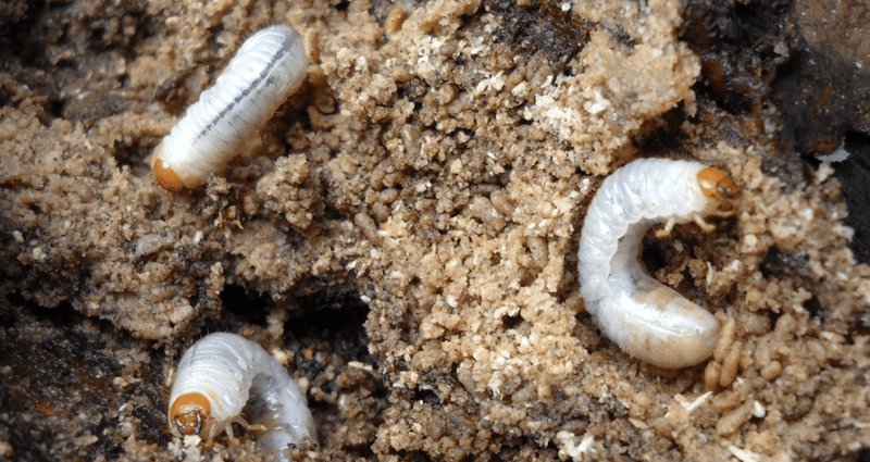 Are Grub Worms Harmful To Flower Beds?