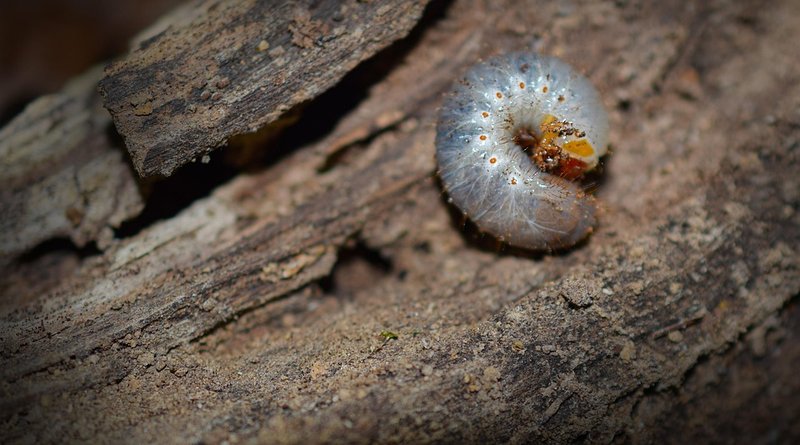 Are Grub Worms More Common After Heavy Rains?